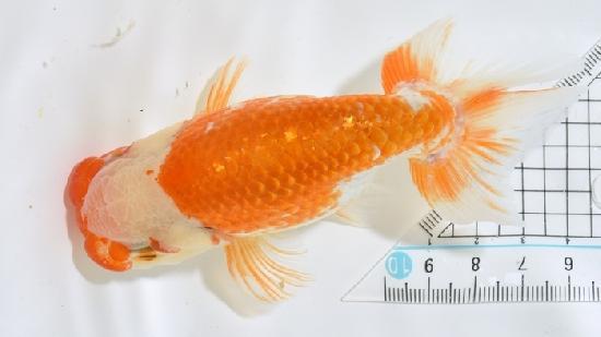 ����Ϥ����夦����2