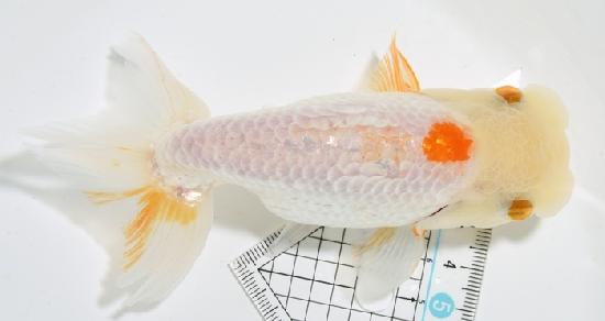 ����Ϥ����夦����4