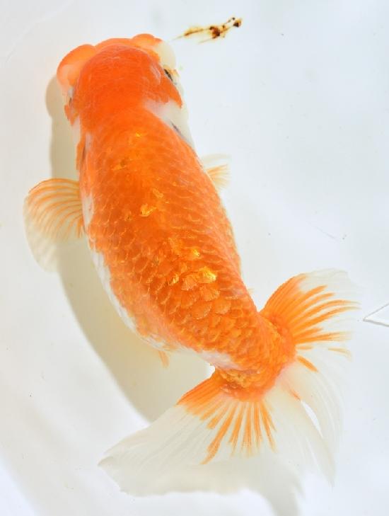 ����Ϥ����夦 ��5