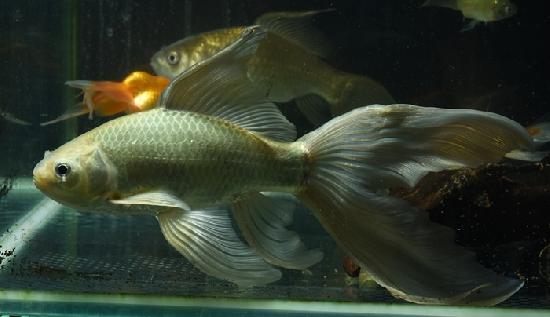 Ŵ�����Ƶ�