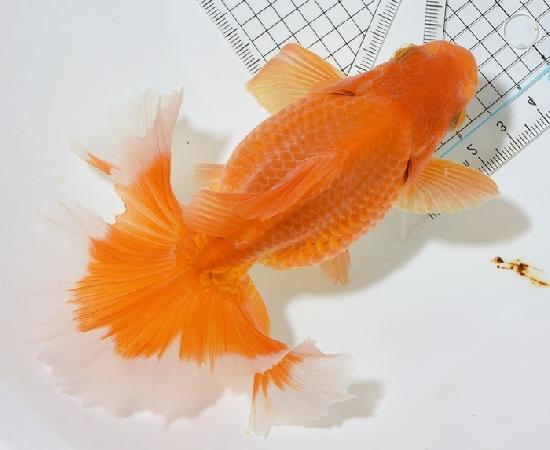 ������������ �ں��ӵ� ����ʪ2024(����6)ǯ���� ��1