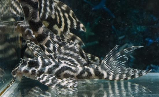 ���󥰥������ڥ���ƥ��� (�֥꡼��)