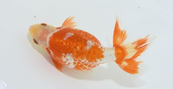 ������ʥ󥭥� ����7ǯ���� ������ �������� ������7ǯ�ǽ����ߴ���ʪ�ۡ���31��