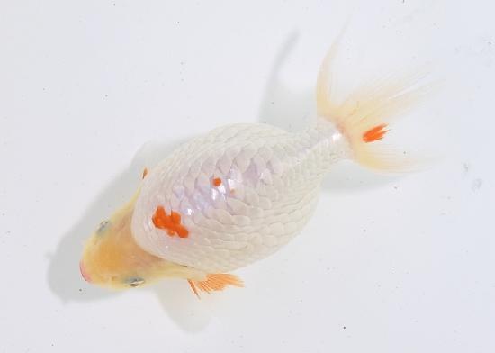 ������ʥ󥭥� ����7ǯ���� ������ �������� ������7ǯ�ǽ����ߴ���ʪ�ۡ���45��