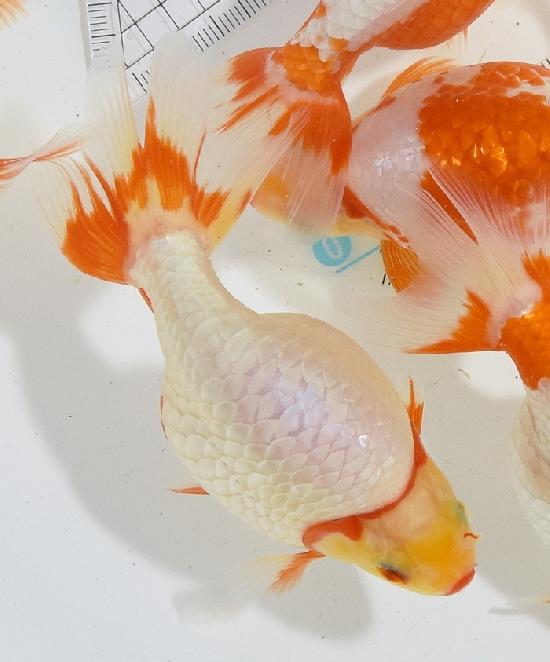 ������ʥ󥭥� ����7ǯ���� ������ �������� ������7ǯ�ǽ����ߴ���ʪ�ۡ���16��