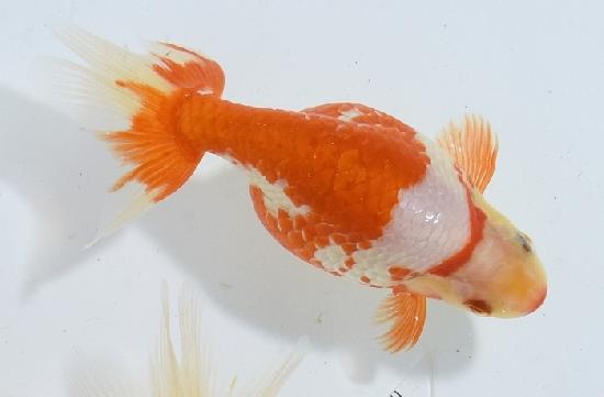 ������ʥ󥭥� ����7ǯ���� ������ �������� ������7ǯ�ǽ����ߴ���ʪ�ۡ���18��