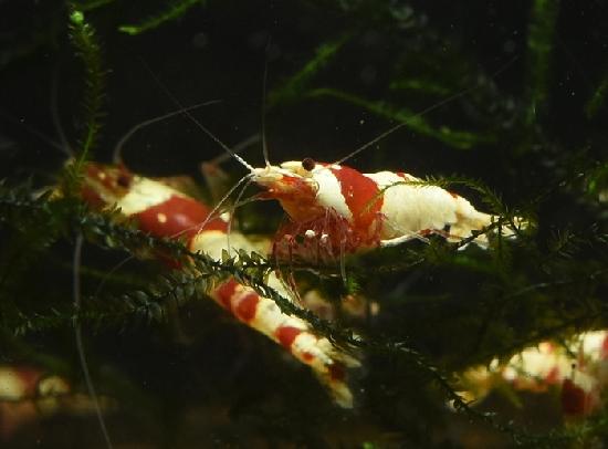 ��åɥӡ��������