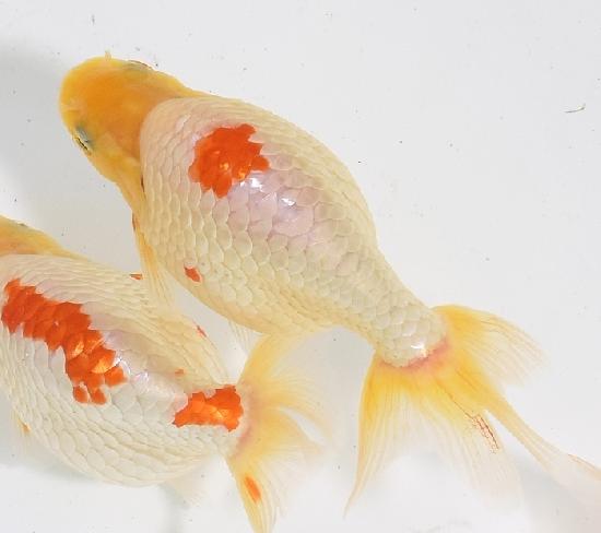 ������ʥ󥭥� ����7ǯ���� ������ �������� ������7ǯ�ǽ����ߴ���ʪ�ۡ���24��