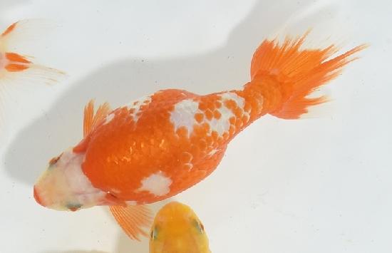 ������ʥ󥭥� ����7ǯ���� ������ �������� ������7ǯ�ǽ����ߴ���ʪ�ۡ���25��