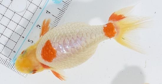 ������ʥ󥭥� ����7ǯ���� ������ �������� ������7ǯ�ǽ����ߴ���ʪ�ۡ���6��