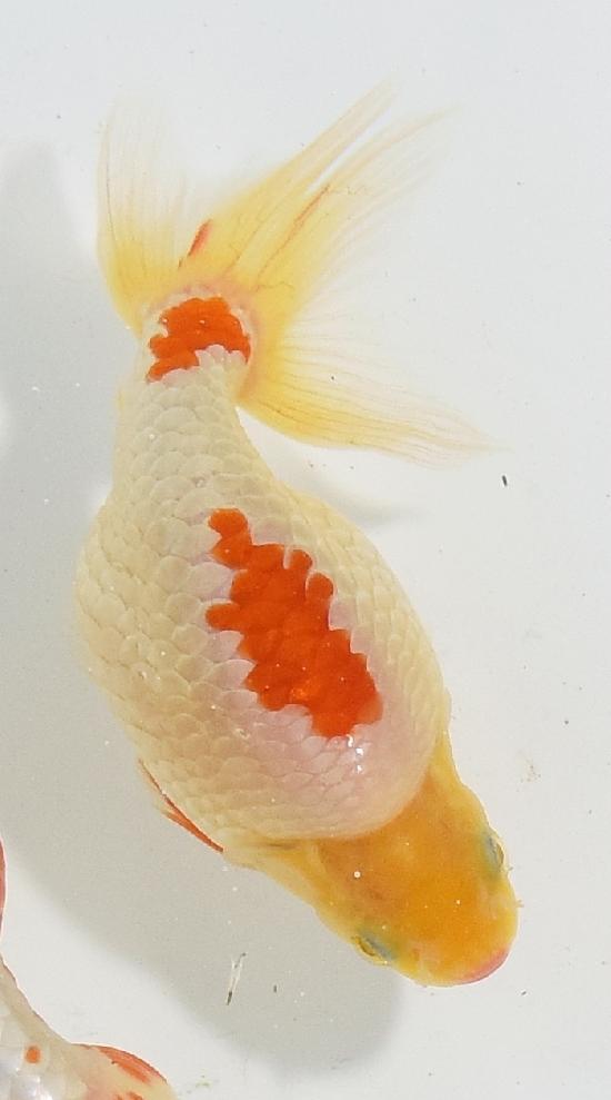 ������ʥ󥭥� ����7ǯ���� ������ �������� ������7ǯ�ǽ����ߴ���ʪ�ۡ���8��