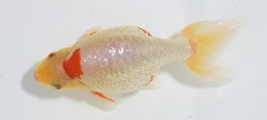 ������ʥ󥭥� ����7ǯ���� ������ �������� ������7ǯ�ǽ����ߴ���ʪ�ۡ���9��