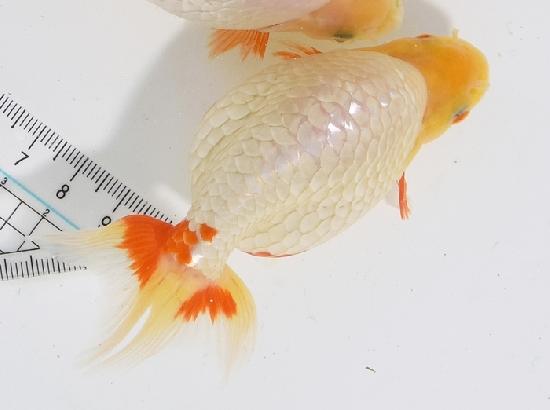 ������ʥ󥭥� ����7ǯ���� ������ �������� ������7ǯ�ǽ����ߴ���ʪ�ۡ���10��