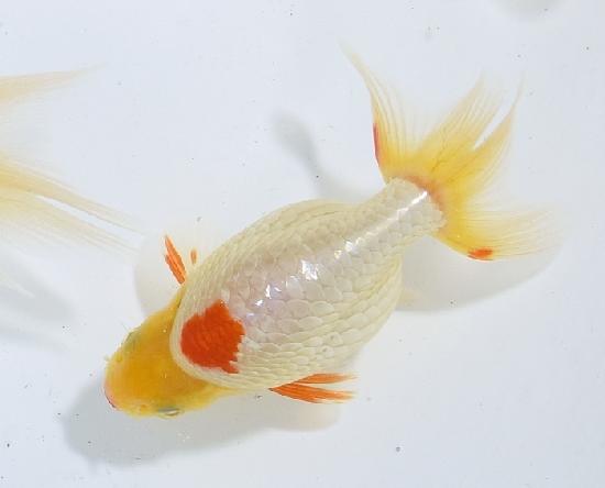 ������ʥ󥭥� ����7ǯ���� ������ �������� ������7ǯ�ǽ����ߴ���ʪ�ۡ���2��