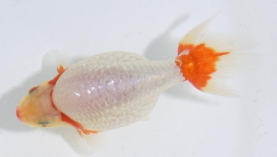 ������ʥ󥭥� ����7ǯ���� ������ �������� ������7ǯ�ǽ����ߴ���ʪ�ۡ���4��