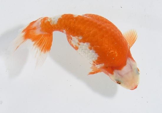 ������ʥ󥭥� ����7ǯ���� ������ �������� ������7ǯ�ǽ����ߴ���ʪ�ۡ���5��