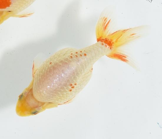 ������ʥ󥭥� ����7ǯ���� ������ �������� ������7ǯ�ǽ����ߴ���ʪ�ۡ���47��