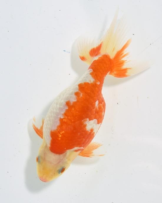 ������ʥ󥭥� ����7ǯ���� ������ �������� ������7ǯ�ǽ����ߴ���ʪ�ۡ���48��