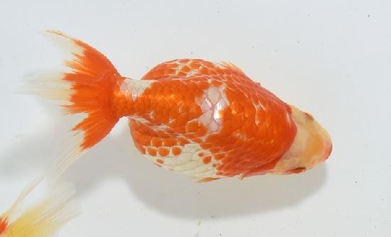 ������ʥ󥭥� ����7ǯ���� ������ �������� ������7ǯ�ǽ����ߴ���ʪ�ۡ���49��