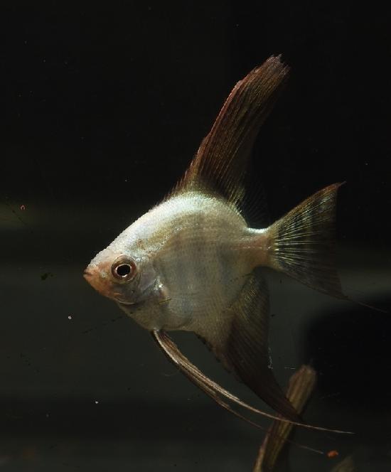 �֥륬�ꥢ�󥷡���ݥ���ȥ��󥼥�