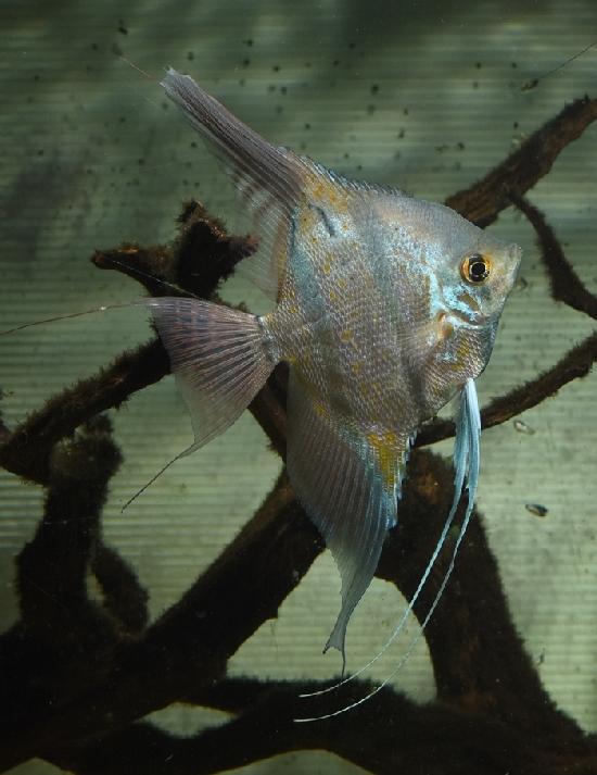 �ڥ롼�������� L�ۥ�����