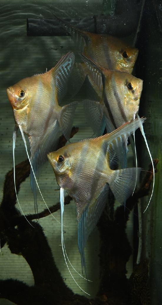 ��åɥ������� ���󥼥����ۡ�