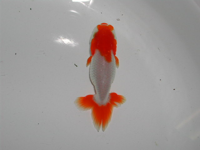 特選・美更紗！宇野系らんちゅう　京都筋　弐歳　８cm　雄　動画　●　6 | ☆国産金魚☆ 現物個体！ 宇野系らんちゅう 2歳魚 全長約7cm