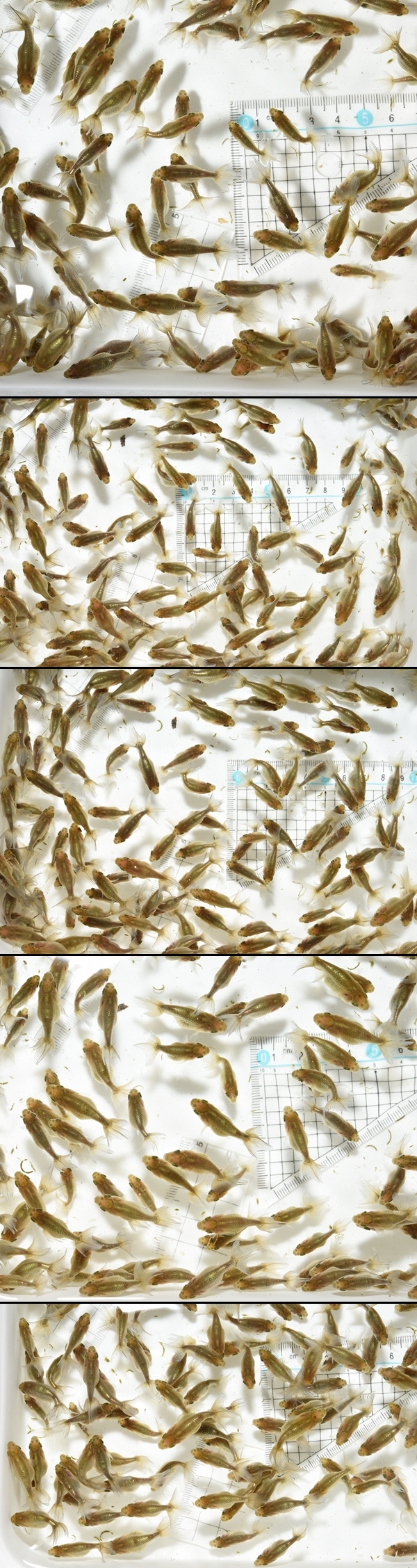 いずもなんきん　当歳魚　黒仔