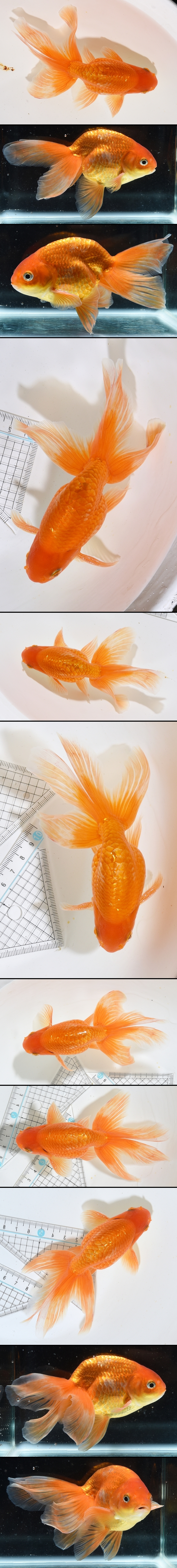 津軽錦　二歳魚