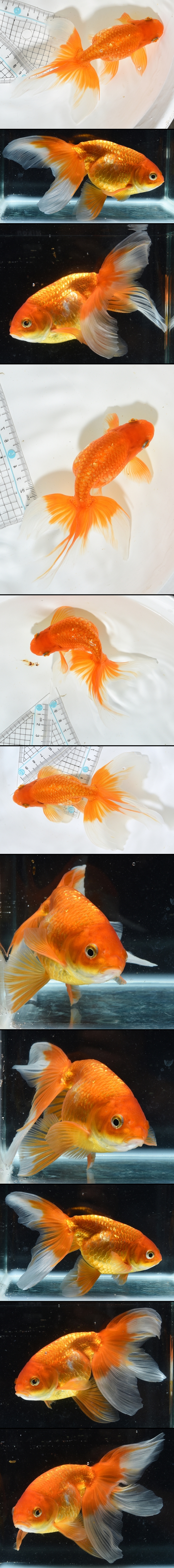 津軽錦　二歳魚