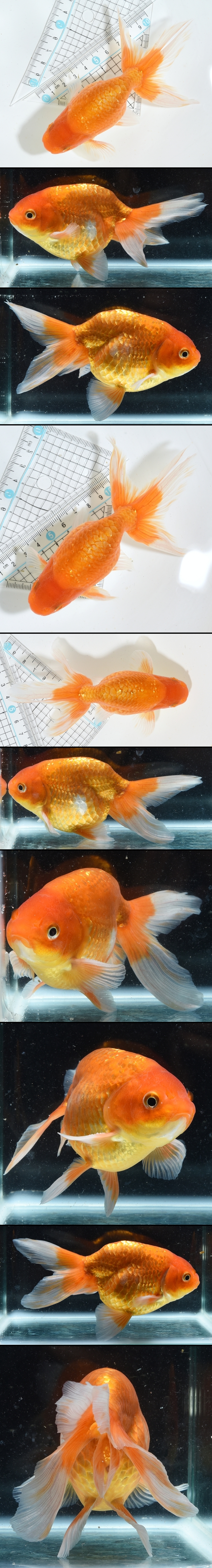 津軽錦 二歳魚