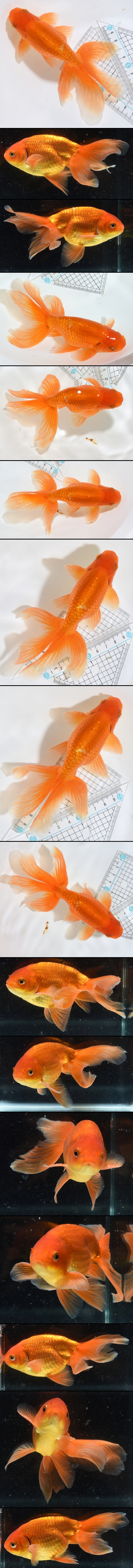 津軽錦 二歳魚