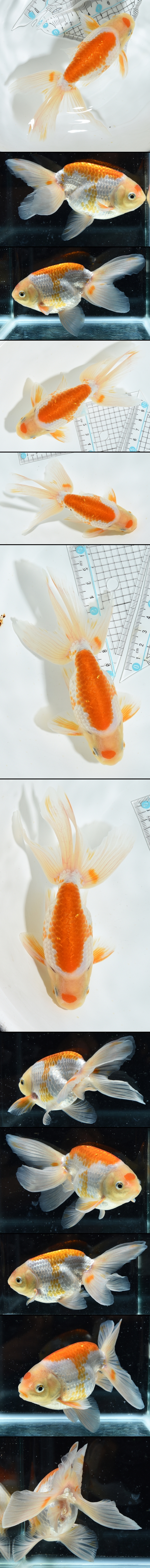津軽錦　二歳魚