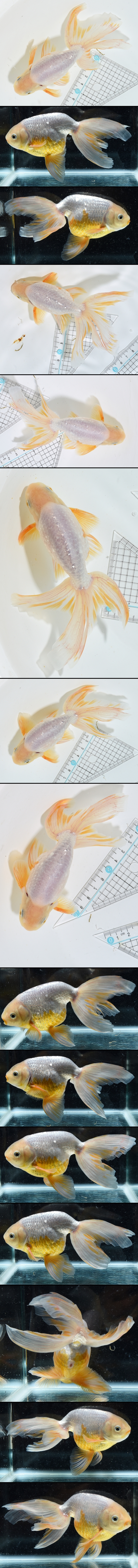 津軽錦 二歳魚