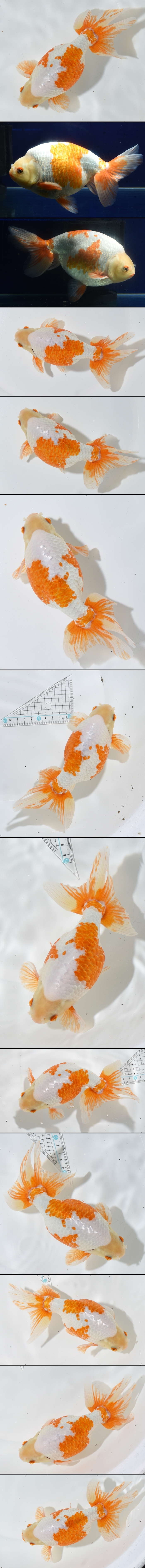 いずもナンキン 親魚