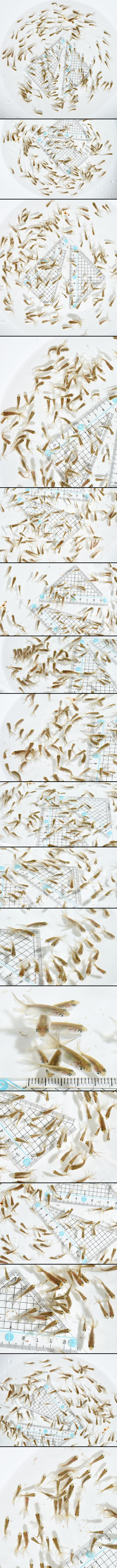 津軽錦 当歳魚 黒仔