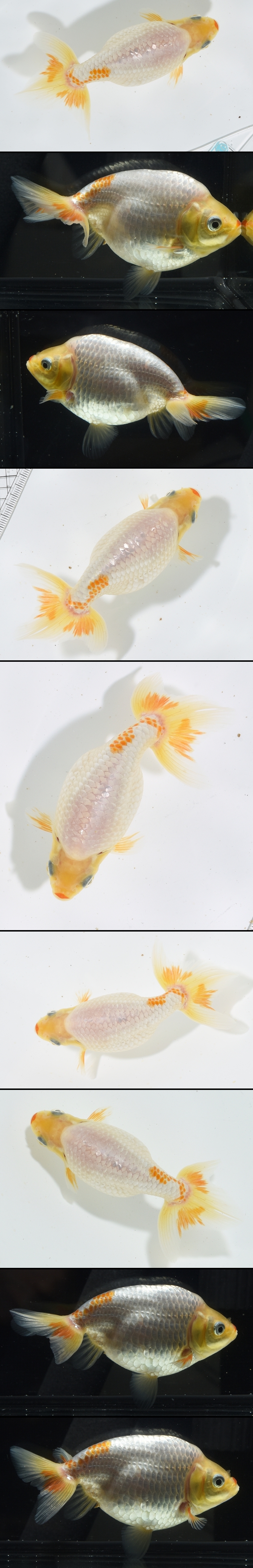 いずもナンキン 二歳魚