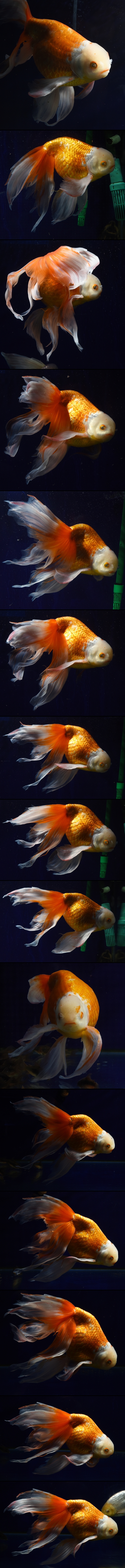 津軽錦 親魚