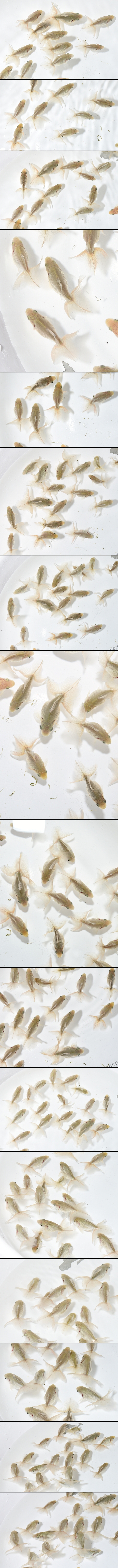 土佐錦魚 当歳魚