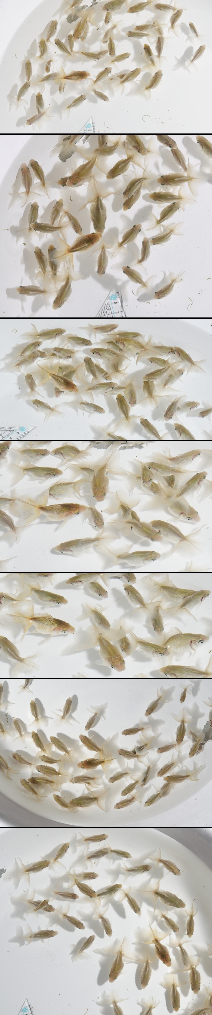 土佐錦魚 当歳魚