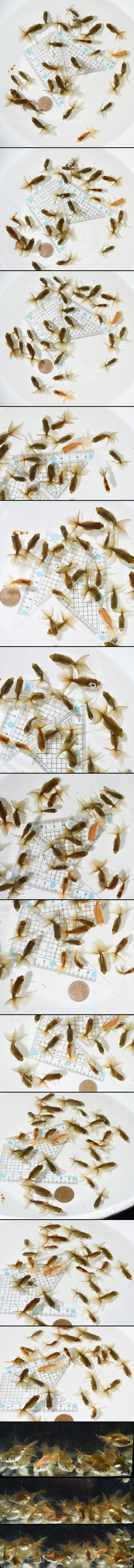 土佐錦魚 当歳魚
