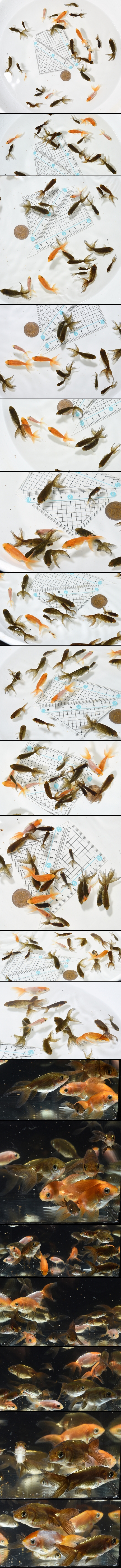 津軽錦 当歳魚