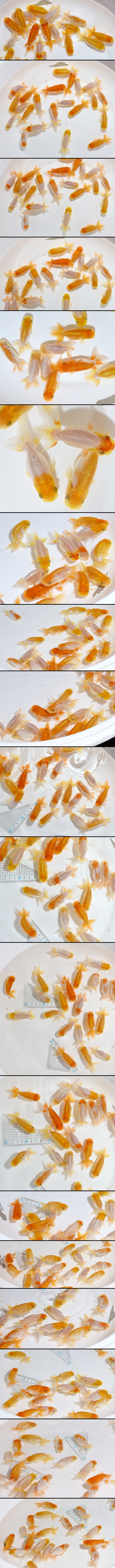 宇野系らんちゅう 当歳魚