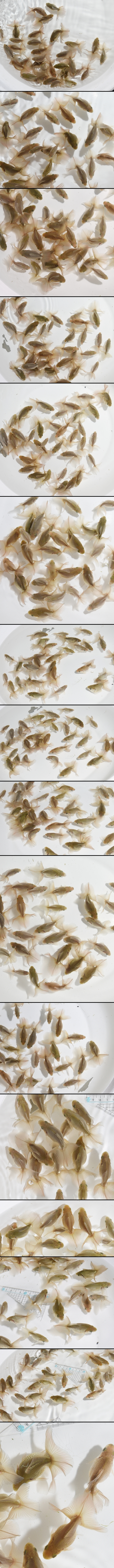 土佐錦魚 当歳魚