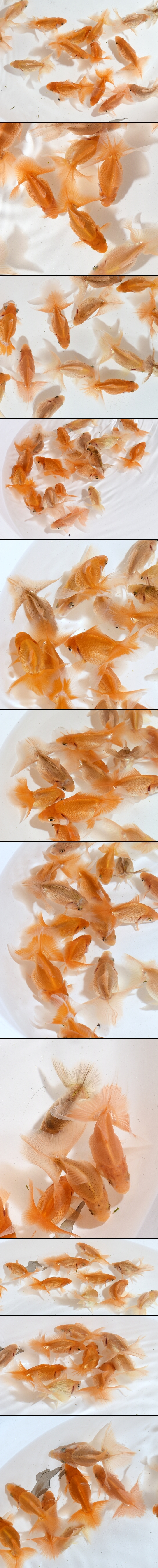 土佐錦魚 当歳魚