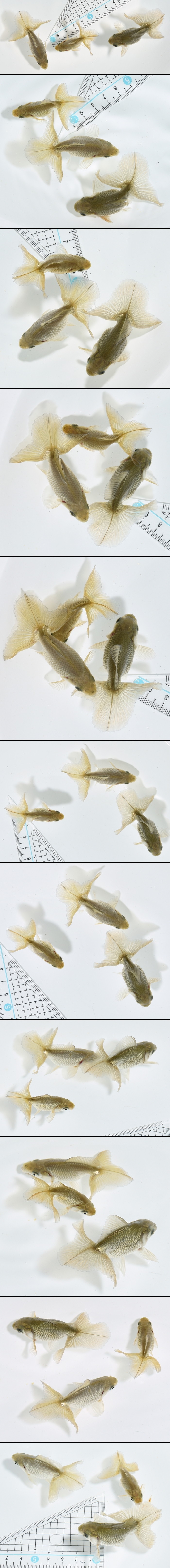 土佐錦魚 当歳魚