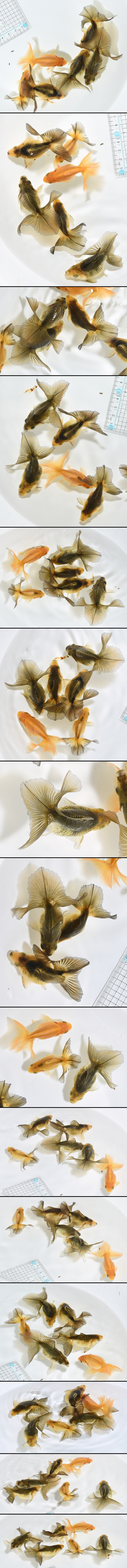 土佐錦魚 当歳魚