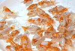 いずもナンキン」 当歳魚 ●更紗● ◆池内秀信氏作◆