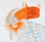 宇野系らんちゅう【最後の秘蔵個体】 種親用三歳魚 1