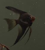 ブラックサタンエンゼル ロングテール Sサイズ